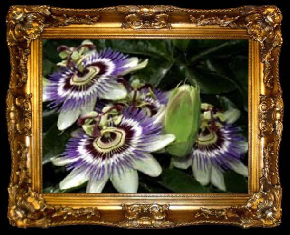 framed  unknow artist Realistic Flowers, ta009-2